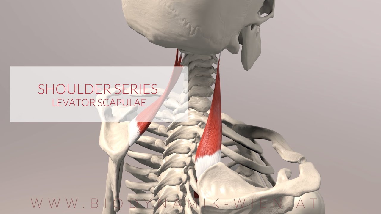 Levator Scapulae: Shoulder Series, Part 3 (3D Animation)