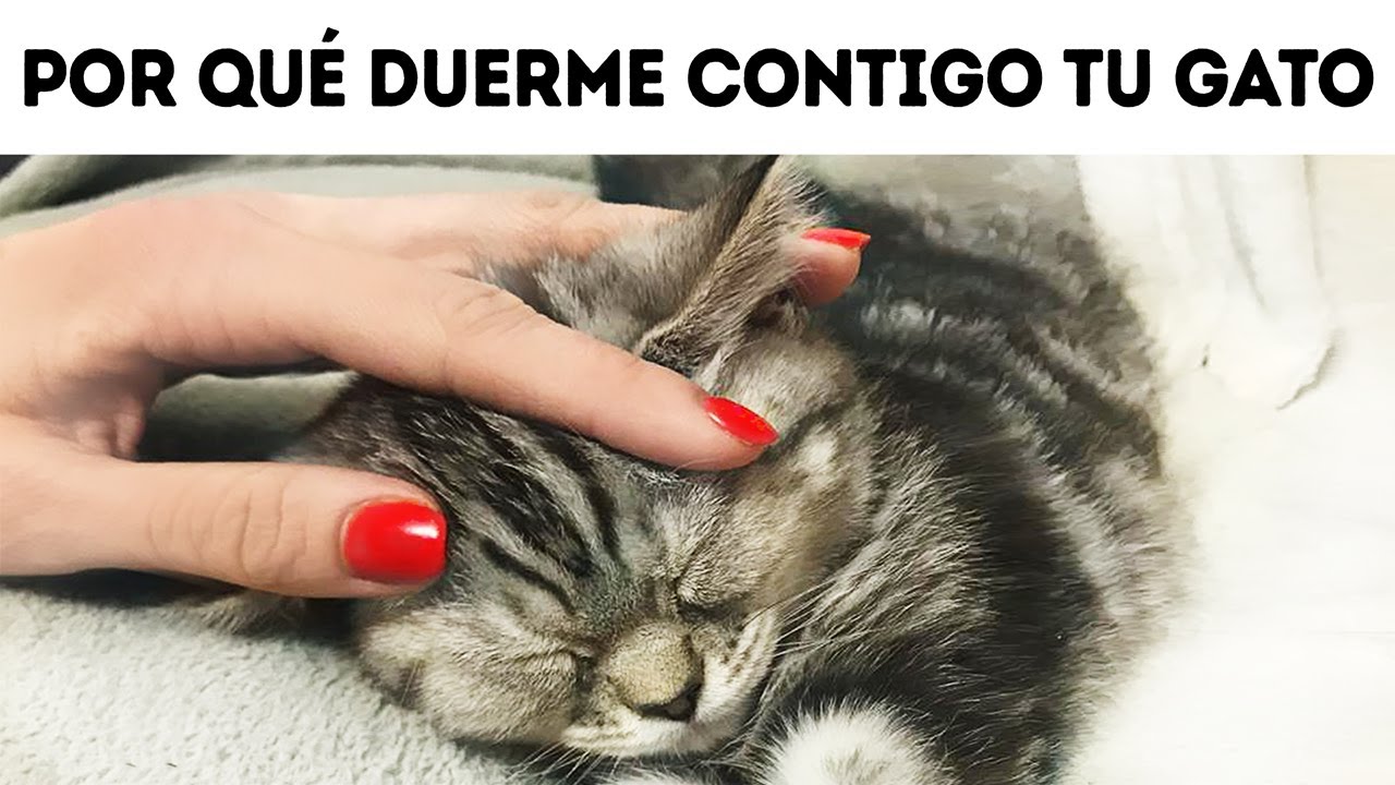 Esa es la razón por la que a tu gato le gusta dormir en tu cama