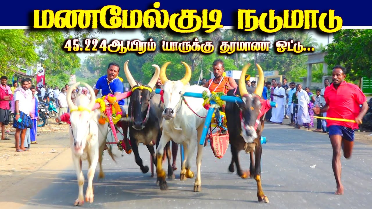 மணமேல்குடி நடுமாடு 15.11.2025