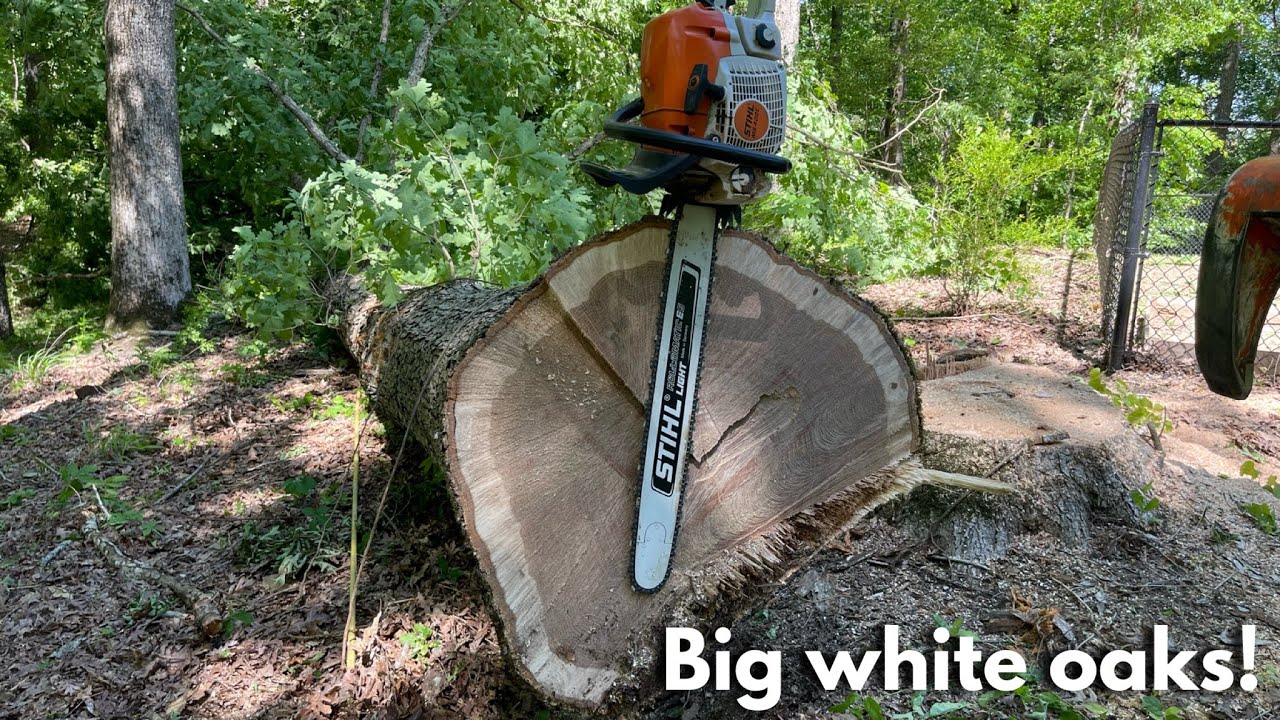 Спиливание огромных белых дубов с помощью Stihl 400