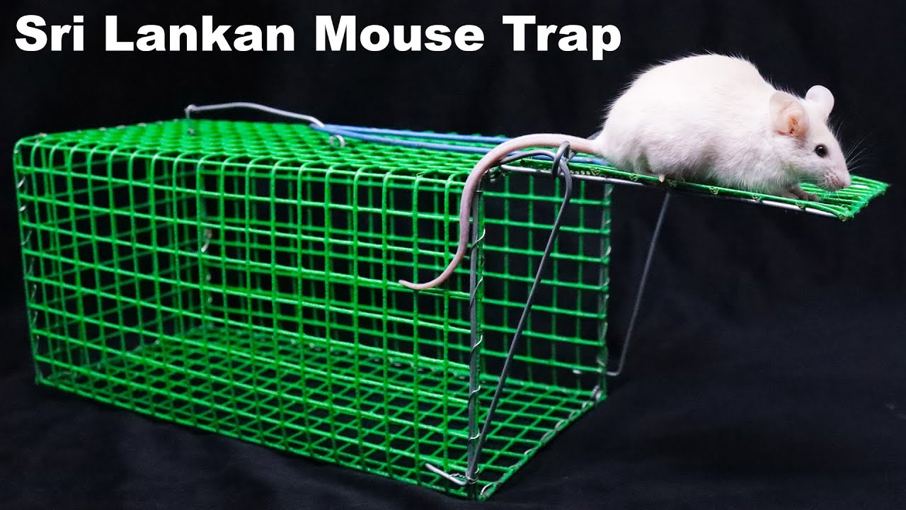 Шри-ланкийская мышеловка — своими руками и эффективно — Mousetrap Monday