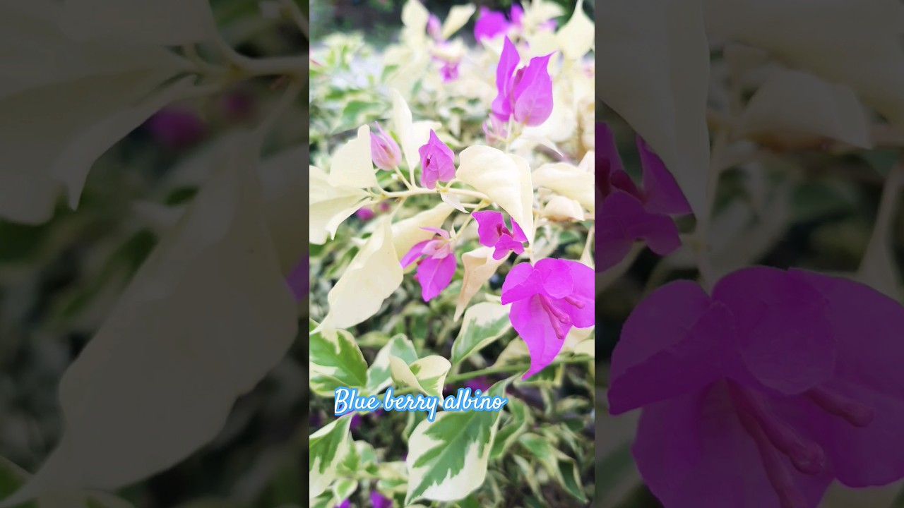 Blue berry albino