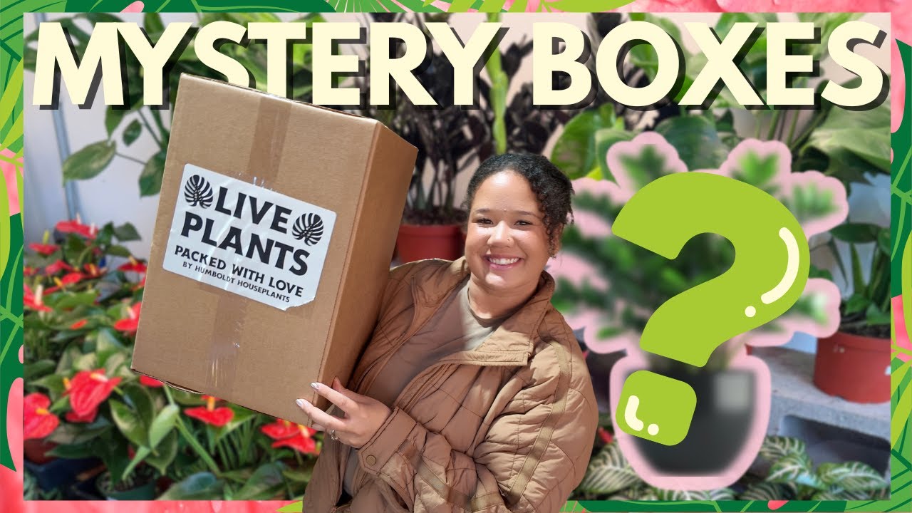 Picking Out Mystery Plant Boxes & Packing Orders | Cozy Plant Shop Vlog