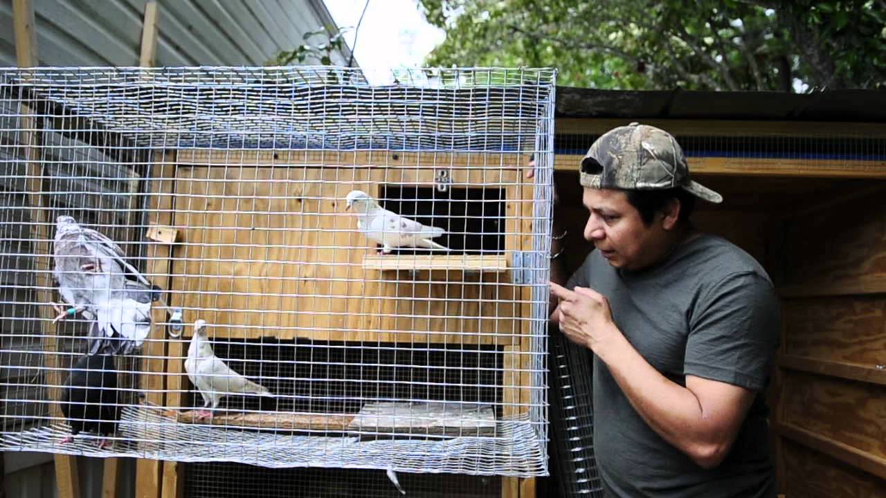 Rollers, trap training and birds going to california.