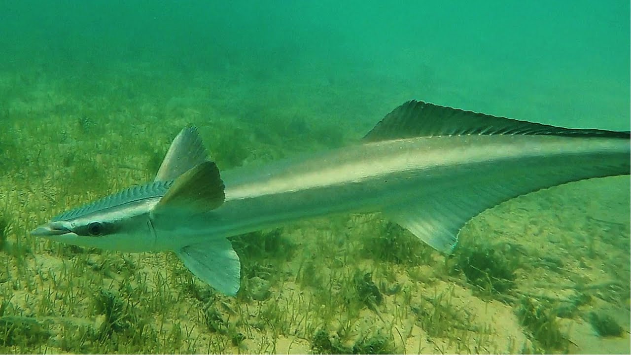 Remora fish, shark sucker. Bermuda, Aug 2018