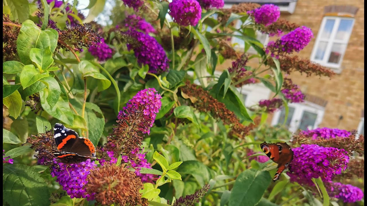 Buddleia davidii - Butterfly Bush: the best and most fragrant plant for butterflies in my UK garden