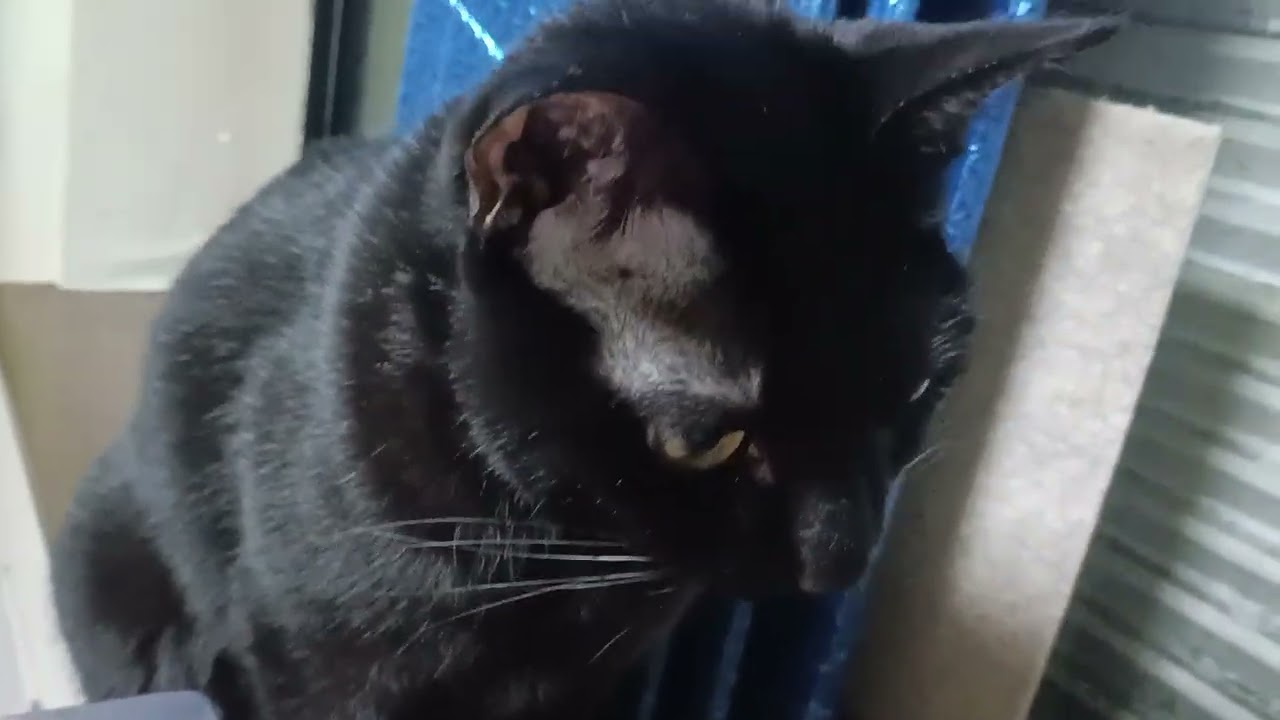 草を食べるこま