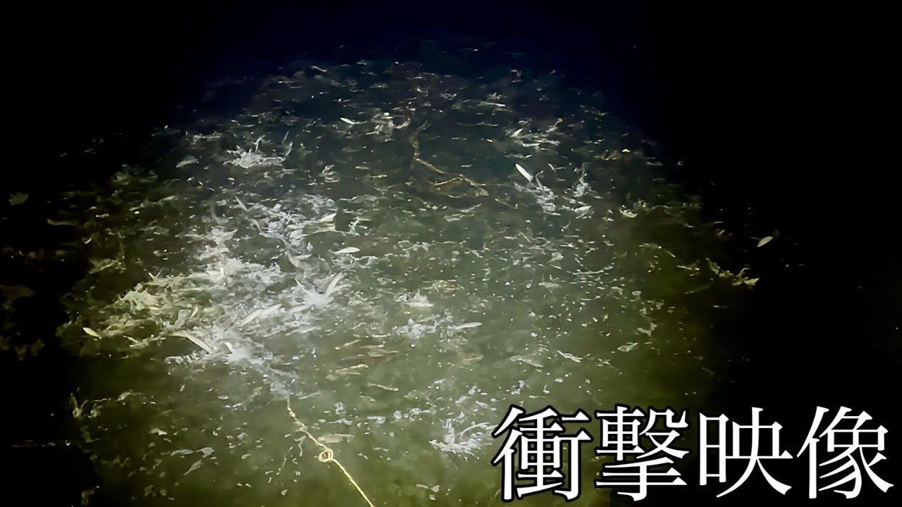 【負の遺産】戦争中に持ち込まれた巨大外来魚をホモサピさんと投網で取って食べてみた