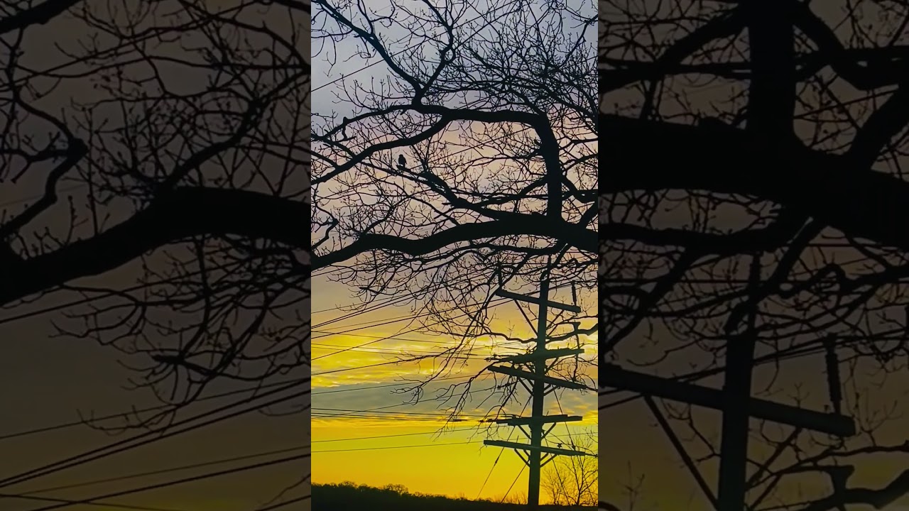 The Forest Wakes Up 🐦🐿️