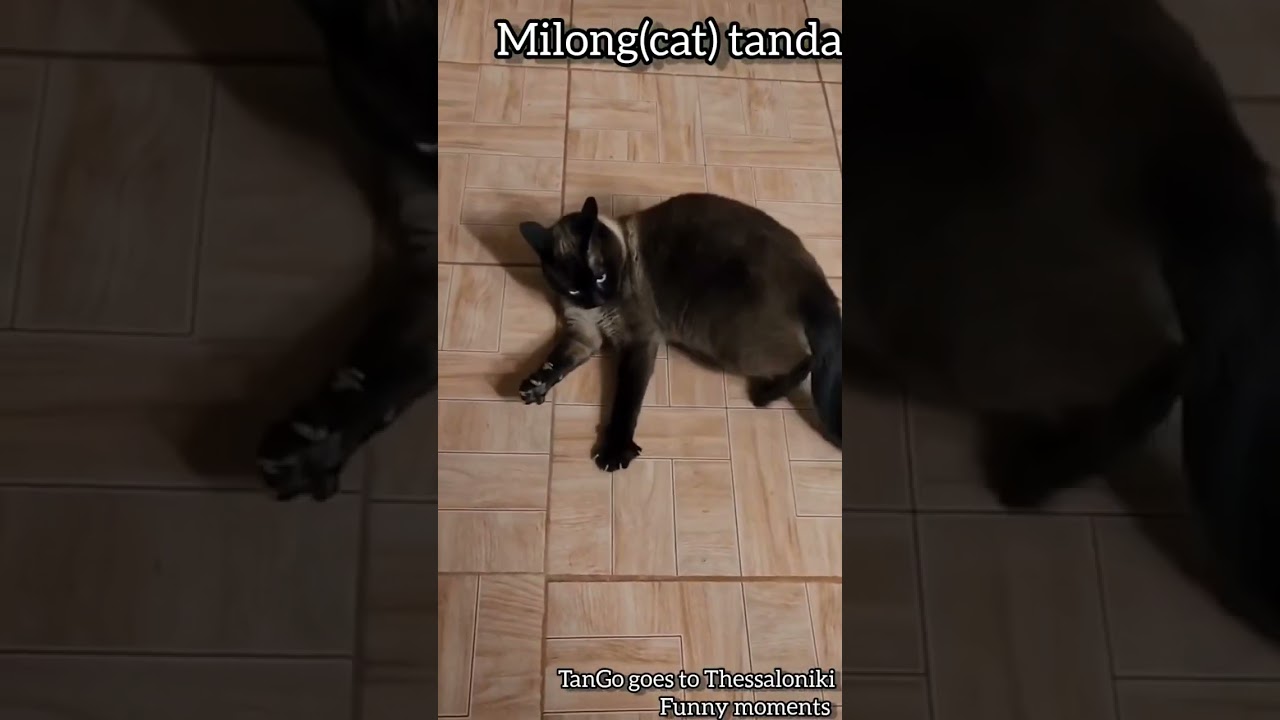 funny cat waking. Cat dancing tango Milonga. #tango #cat #funnycatvideo