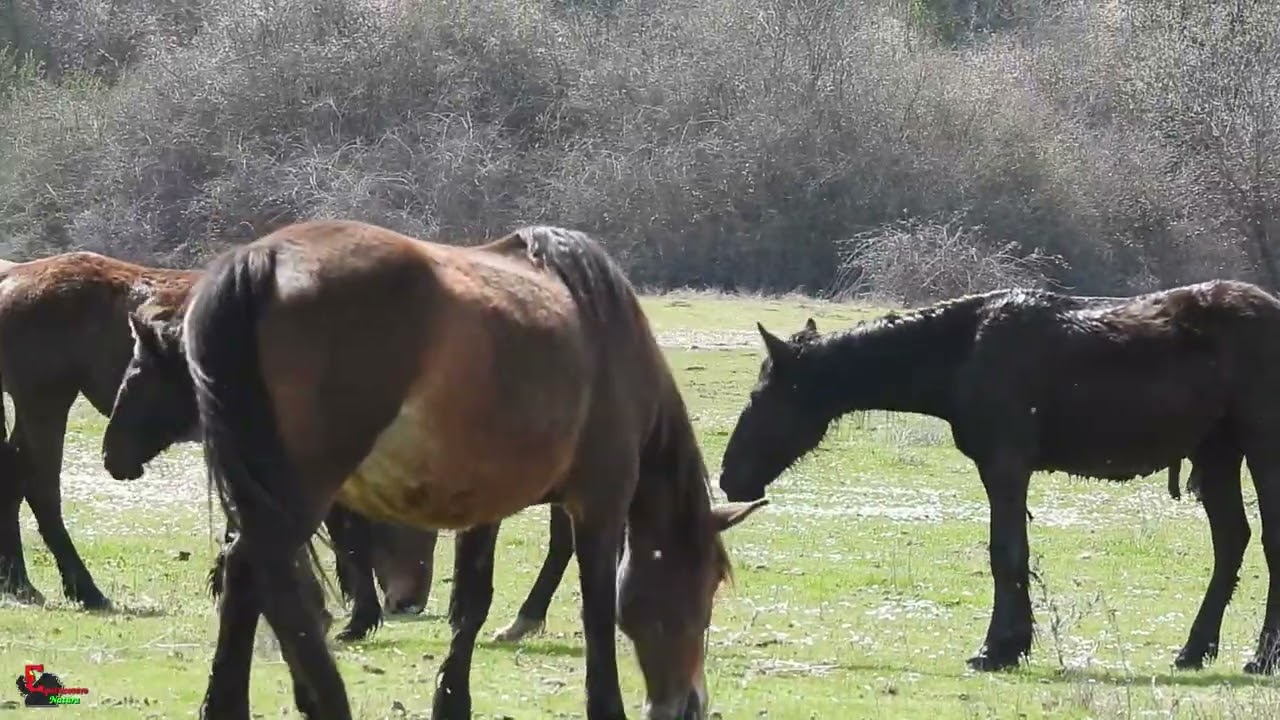 The Horse Ethogram: play&frustration