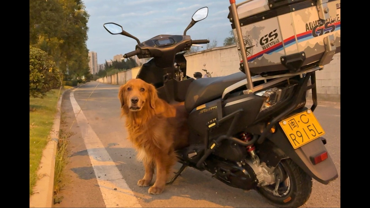 十岁大金毛的精彩故事：一生都在和主人起早贪黑跑工地！