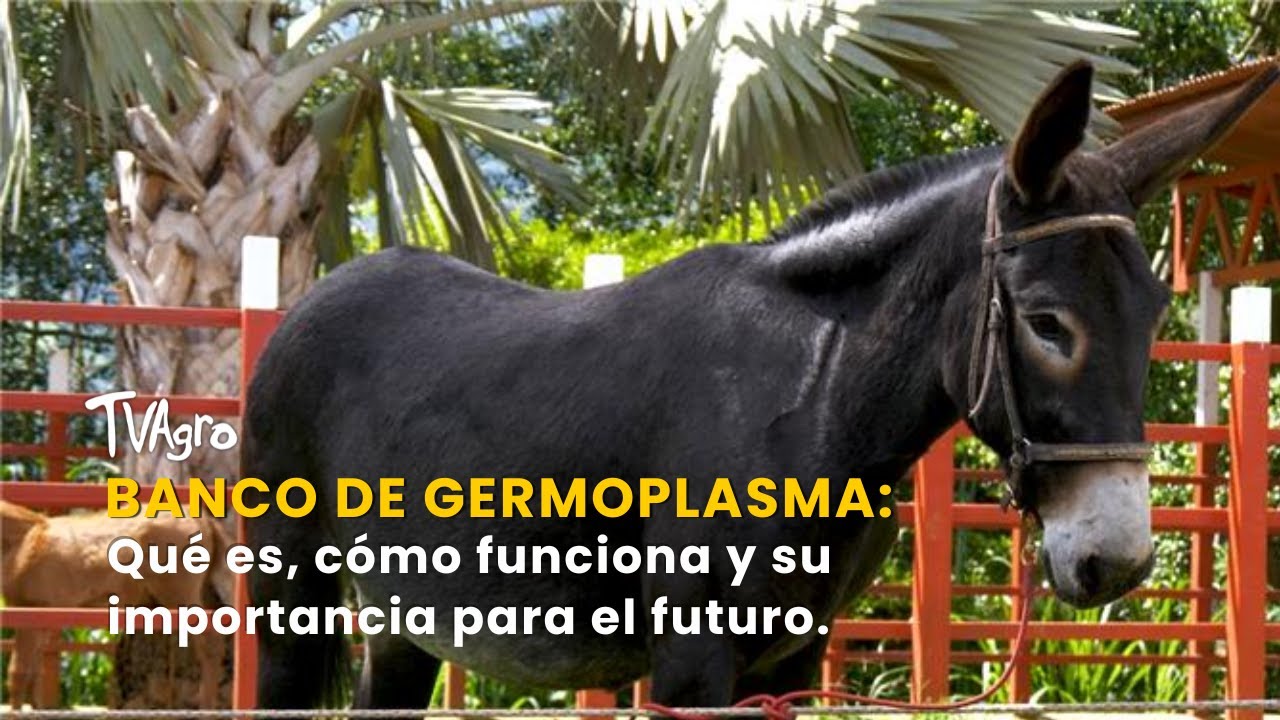 Desarrollos Genéticos en Mulas: Bracos y Romas | Mitos y realidades - TvAgro por Juan Gonzalo Angel