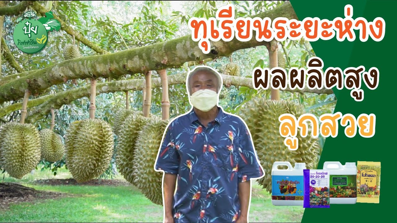 ทุเรียนระยะห่าง ผลผลิตสูงลูกสวย ด้วยปุ๋ยกิฟฟารีน