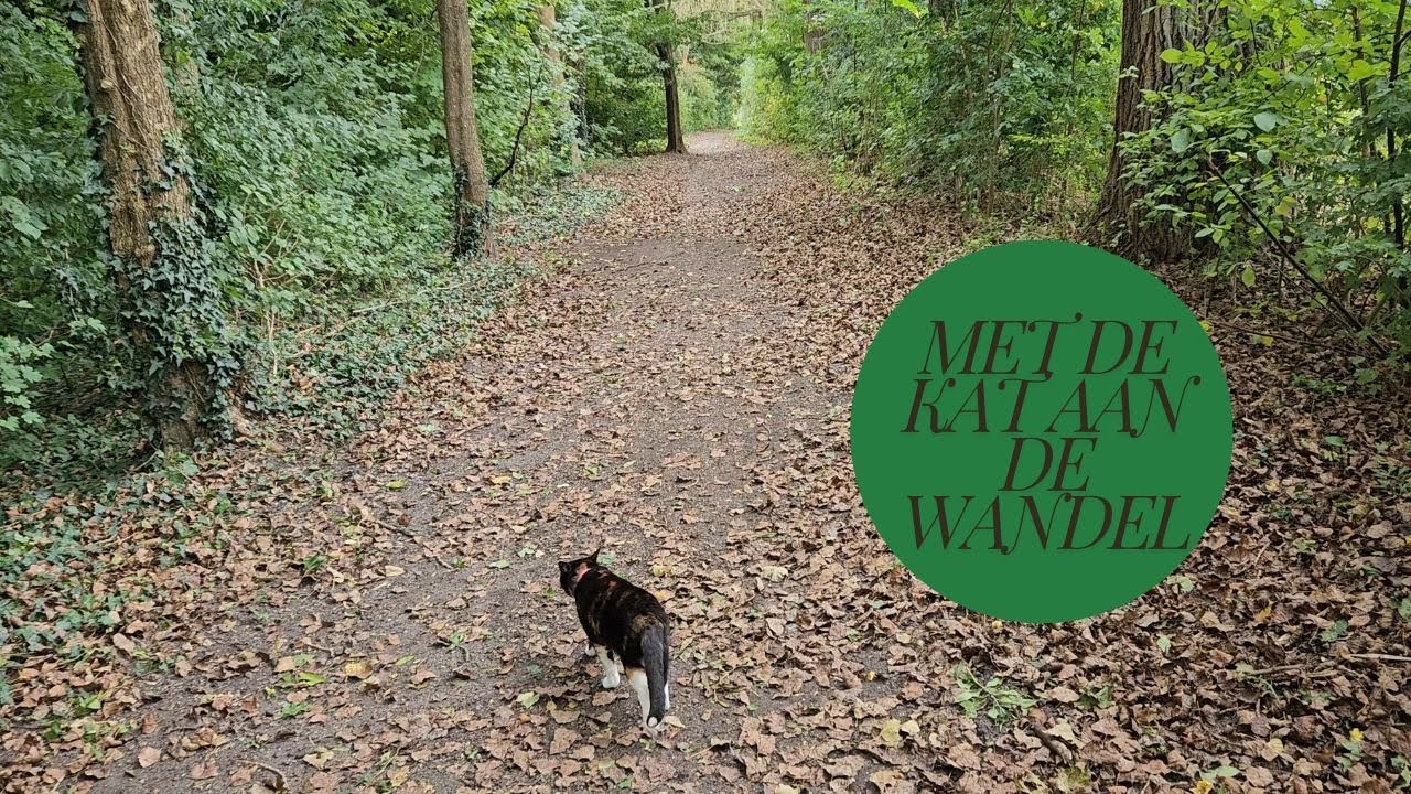 Met de kat aan de wandel en een begin aan de huisverbouwing gemaakt