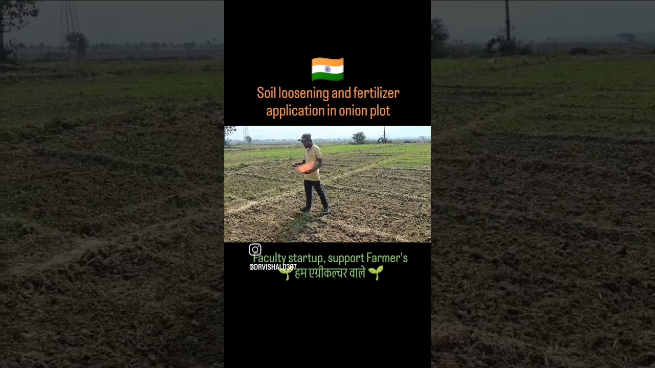 Soil loosening and fertilizer application in onion plot 
