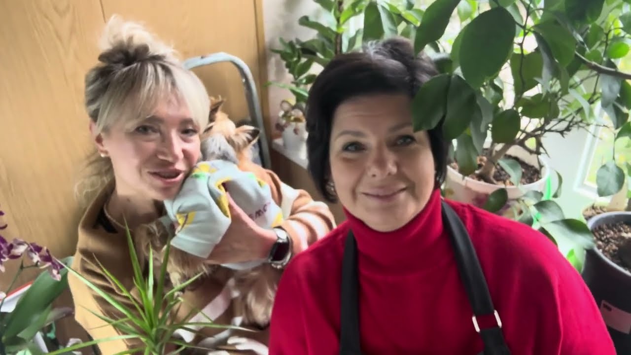 Балкон на якому ростуть лимони й орхідеї 🍋🍊😊🌵🪴🌱💙💛