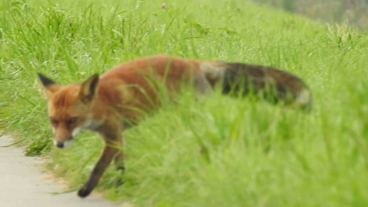 Vroege Vogels - Vos pakt prooi