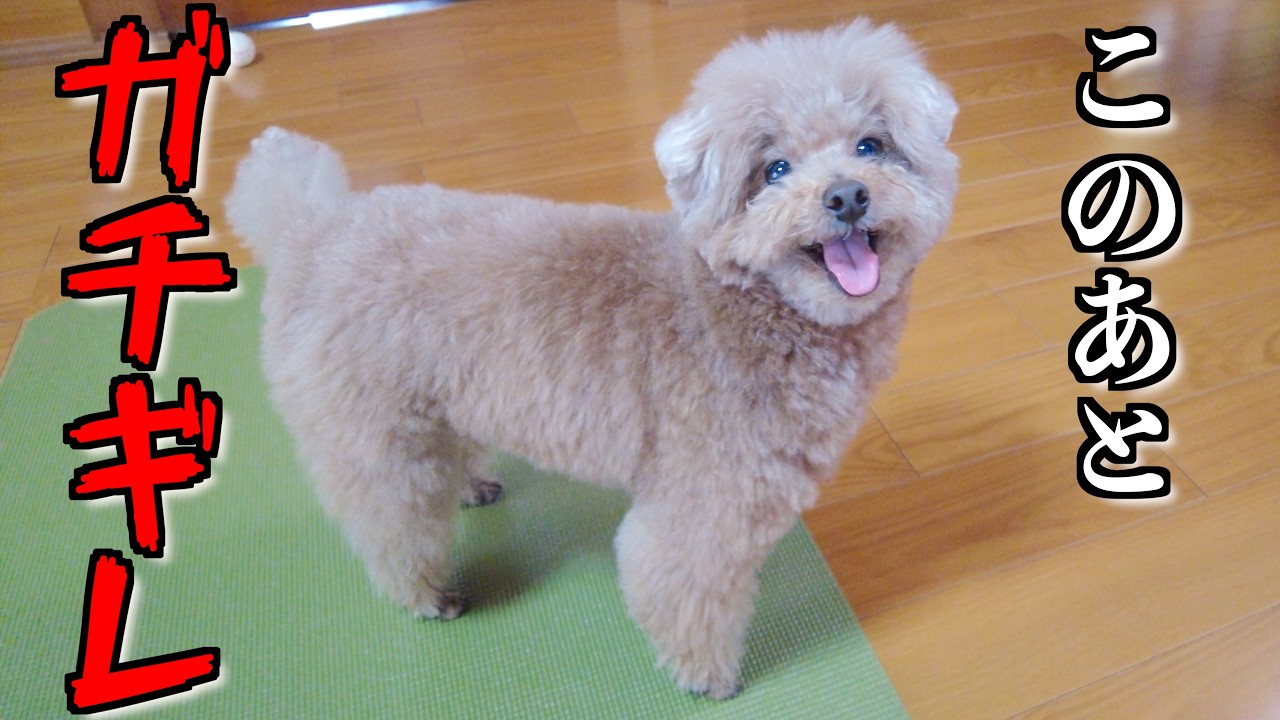 バァバ75歳の誕生日のお祝いに行ったら愛犬に悲劇が起きてガチギレしました【トイプードル】