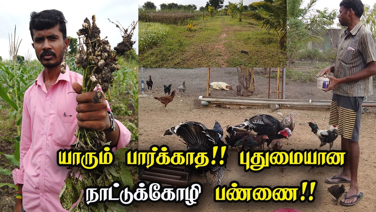 இதுவரை யாரும் பார்க்காத! 100% புதுமையான  நாட்டுக்கோழி பண்ணை I நாட்டு கோழி வளர்ப்பு முறை