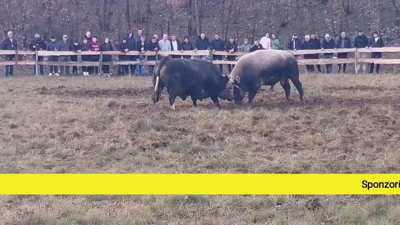 Uživo drugi krug kod Bavrke