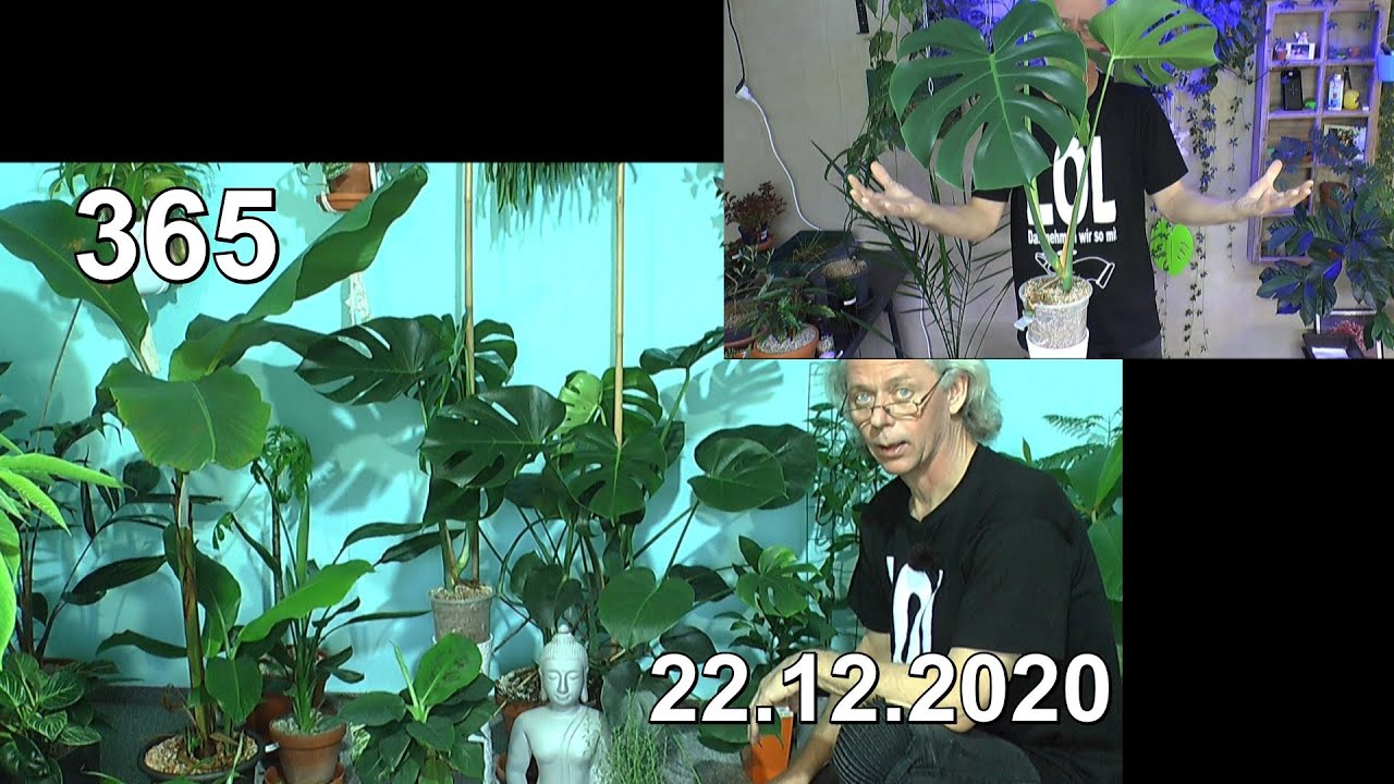 Das Mega Projekt mit der Monstera Pflanze. Vermehrung der Big Plant Finale