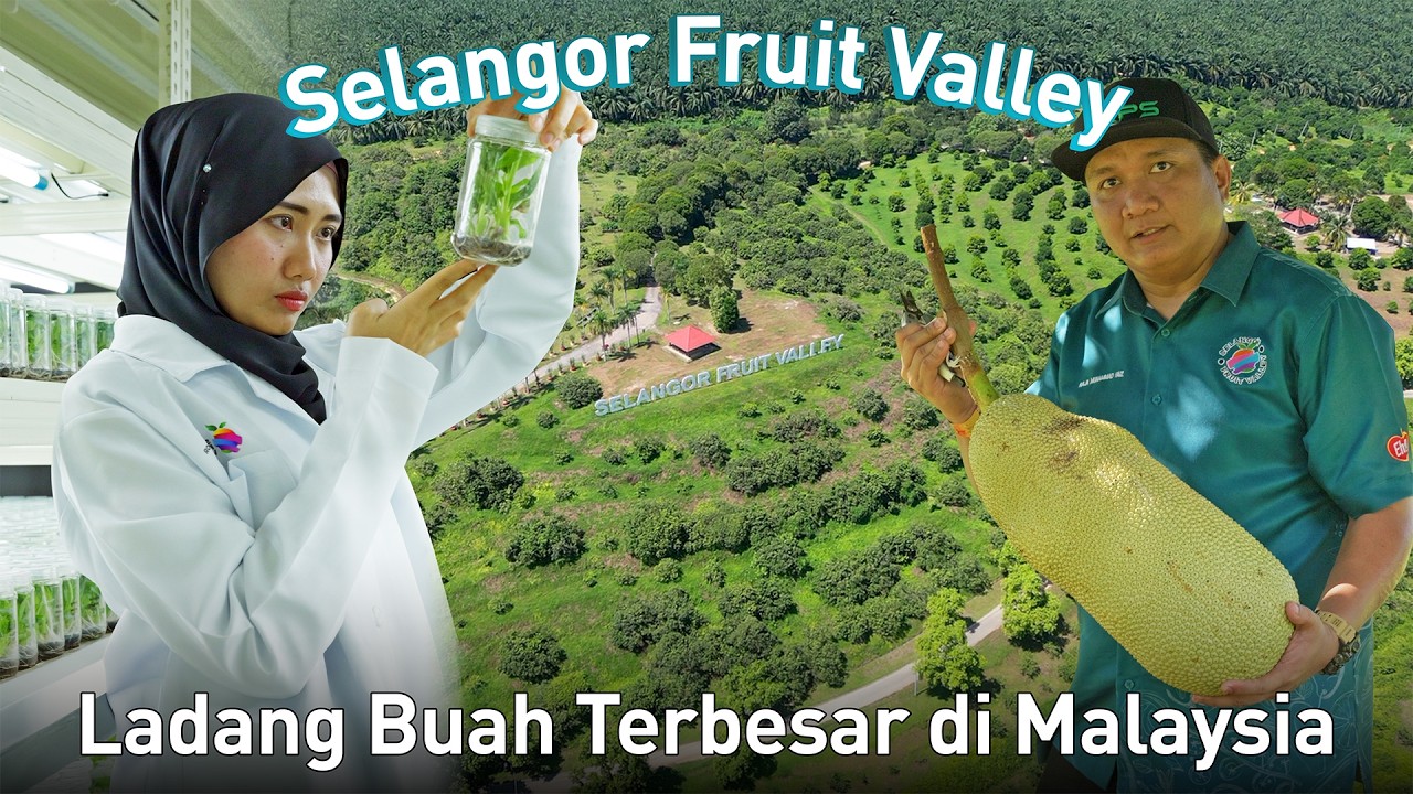 Ladang Buah Tropika Terbesar Di Malaysia Seluas 2500 Ekar | Selangor Fruit Valley