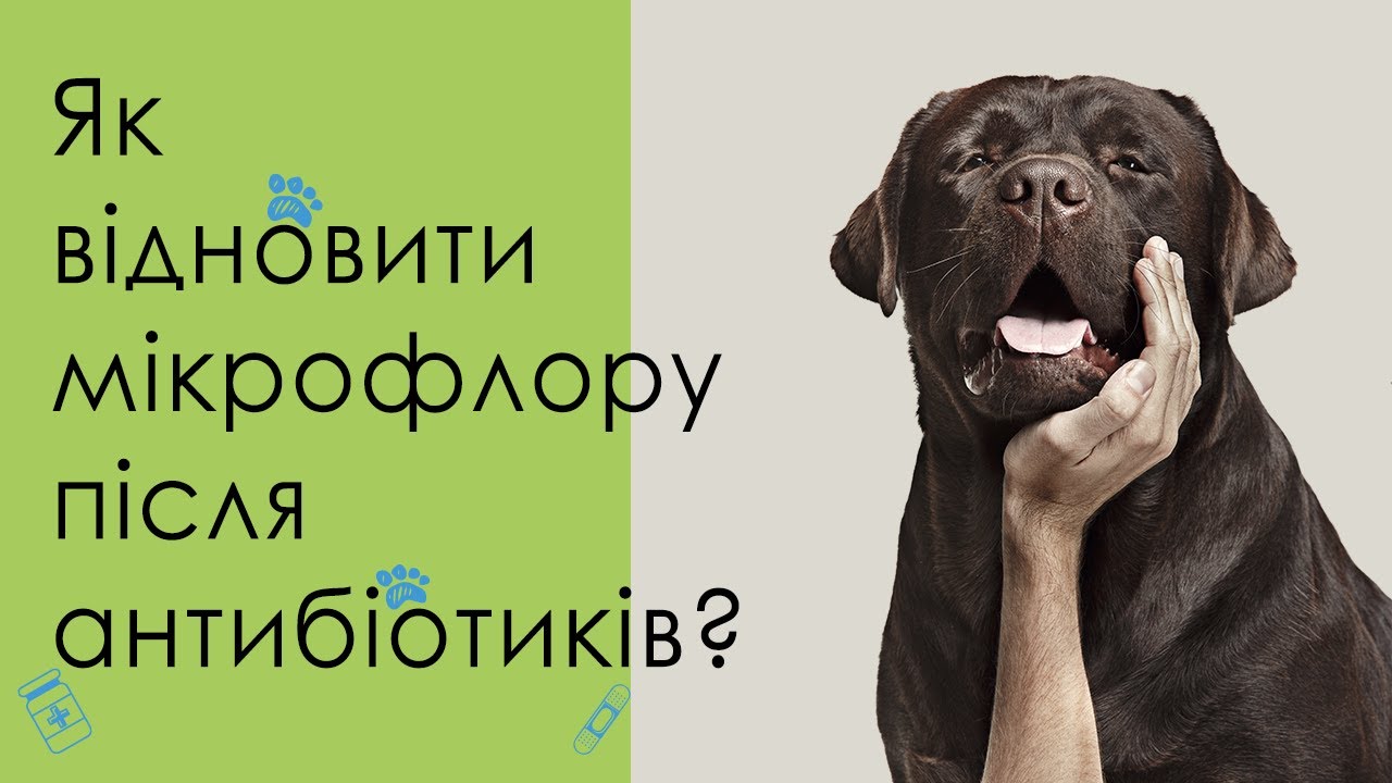 Восстановление после лечения антибиотиками ➥  Как помочь животному?