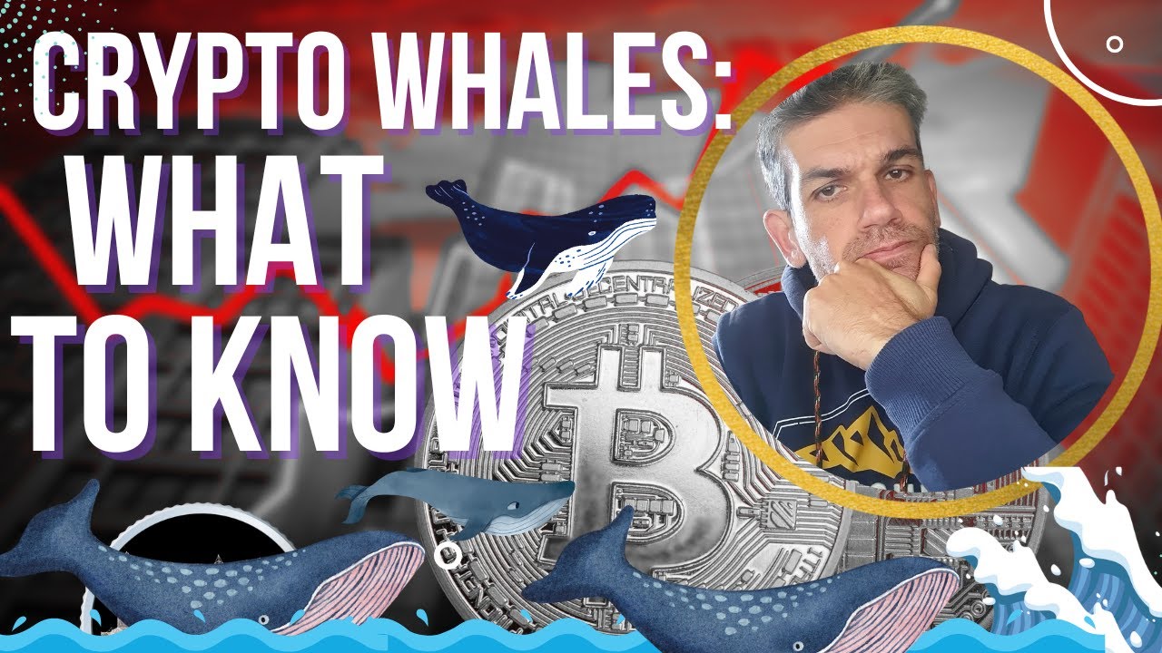 Объяснение криптокитов: почему инвесторам стоит за ними следить?
