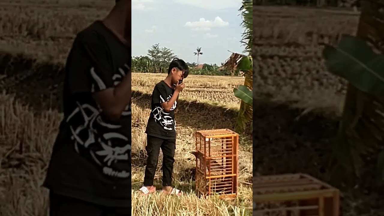 PELEPAS MERPATI BALAP SPRINT