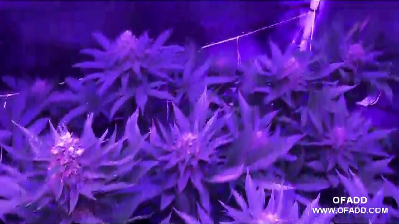 Top 10 Full Spectrum LED Grow Lights for Indoor Gardening/Plants on sale