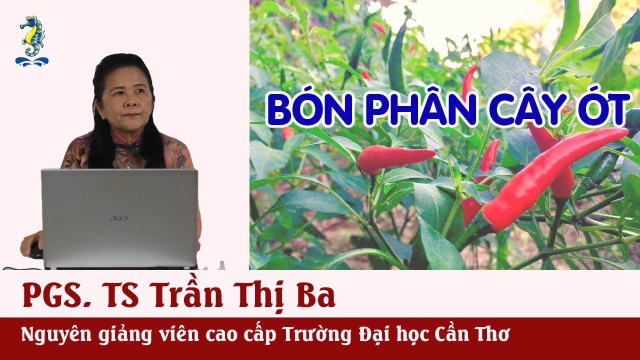 KỸ THUẬT TRỒNG VÀ CHĂM SÓC ỚT - Kỹ thuật bón phân cho cây ớt