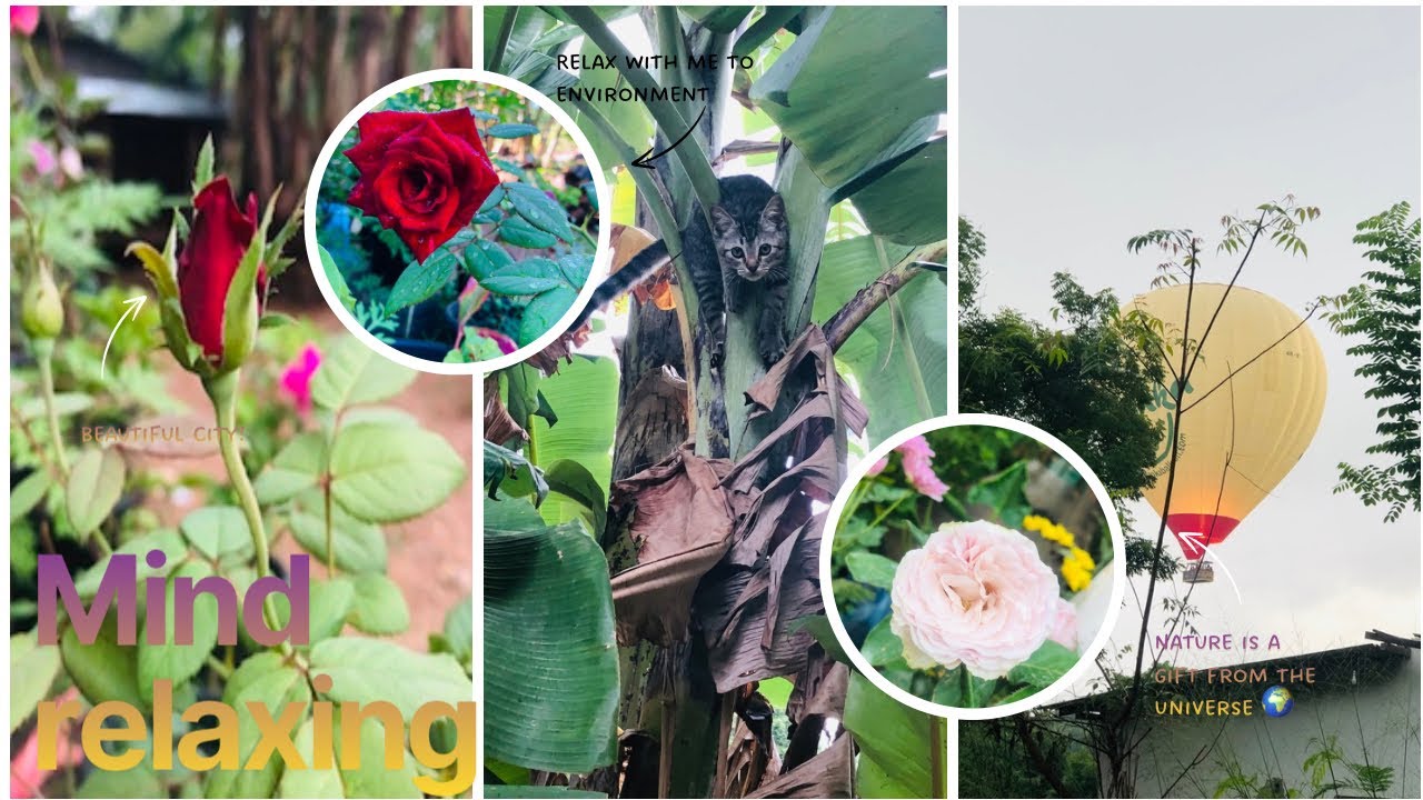 Nature is a Gift from the Universe 🌍  විශ්වයේ සුවපත් කිරීම 🌿 | Nature Healing Therapy