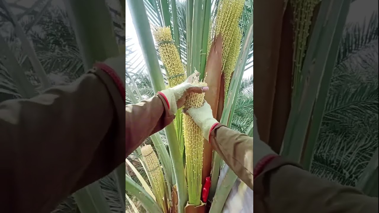সৌদি আরবে খেজুরগাছের পরাগায়ন কিভাবে করা হয় সঠিক নিয়মে খেজুর গাছের পরাগায়ন#video #foryou YouTube#