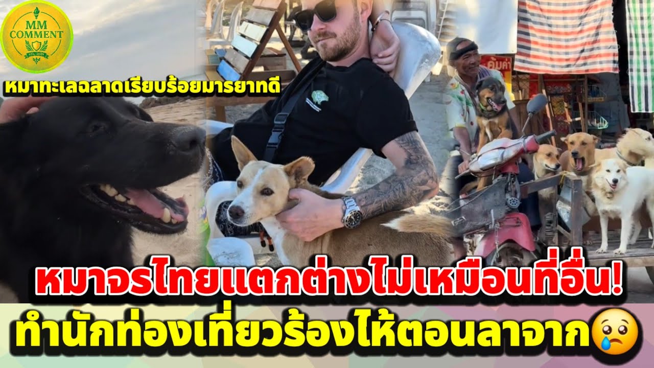 หมาจรไทยแตกต่างไม่เหมือนที่อื่น! ทำนักท่องเที่ยวร้องไห้ตอนลาจาก หมาทะเลเรียบร้อยมารยาทดี | MMcomment