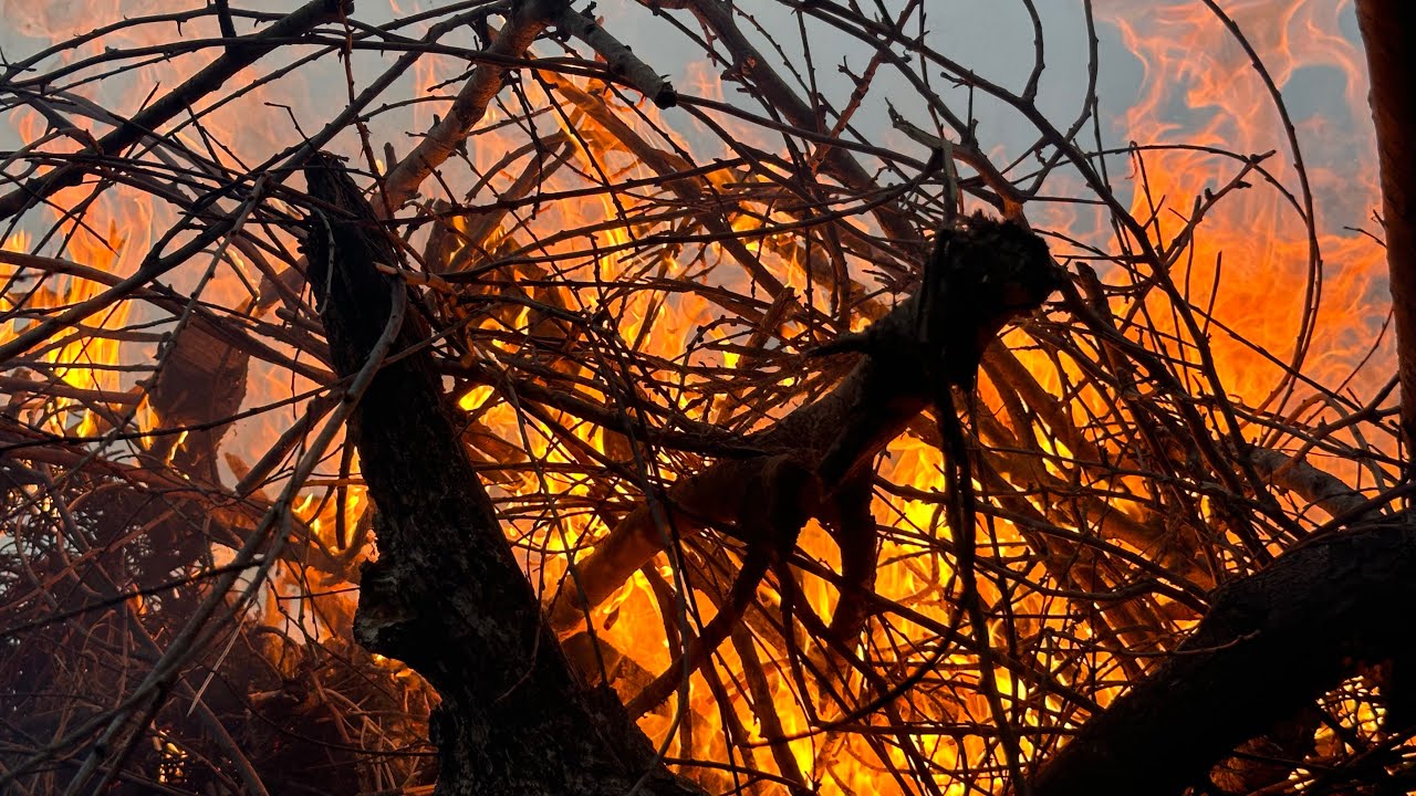 Cheeky Devil  ( Coast is Clear )