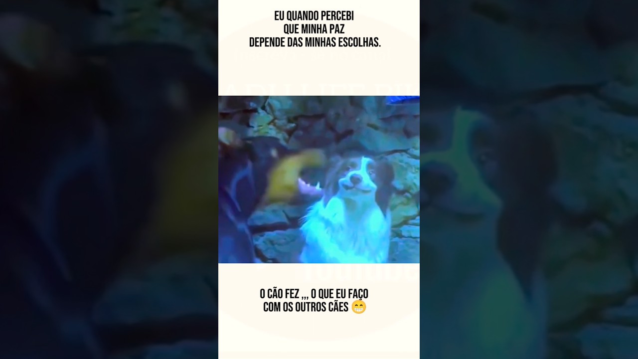 Aprenda com C&Atilde;O #videobike #memes #youtubeshorts #cachorro #audioviral #videoshortsviral #humor #rir