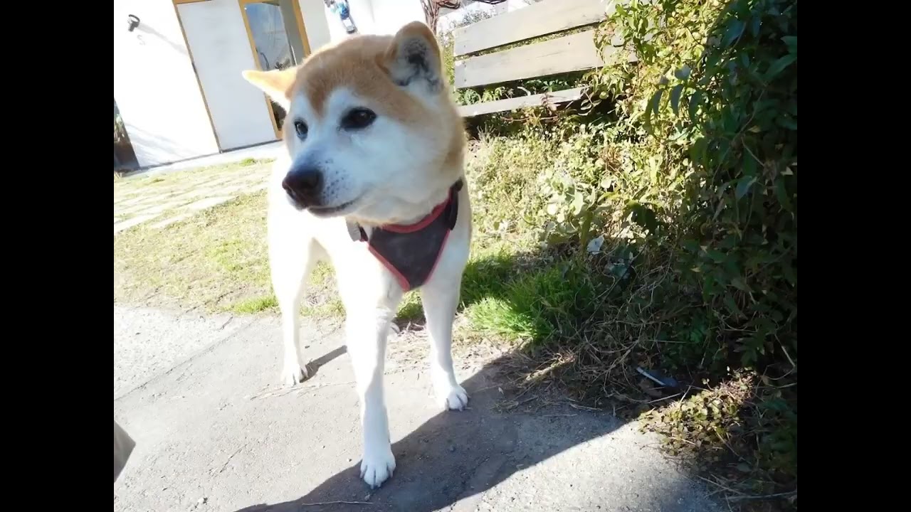 わんわん病院にワクチン接種に行ってきたぁ～💚怖かったよぉ～🧡