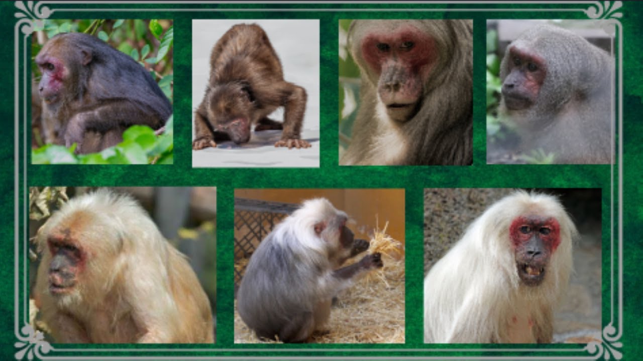 Stump-Tailed Macaques in Peril