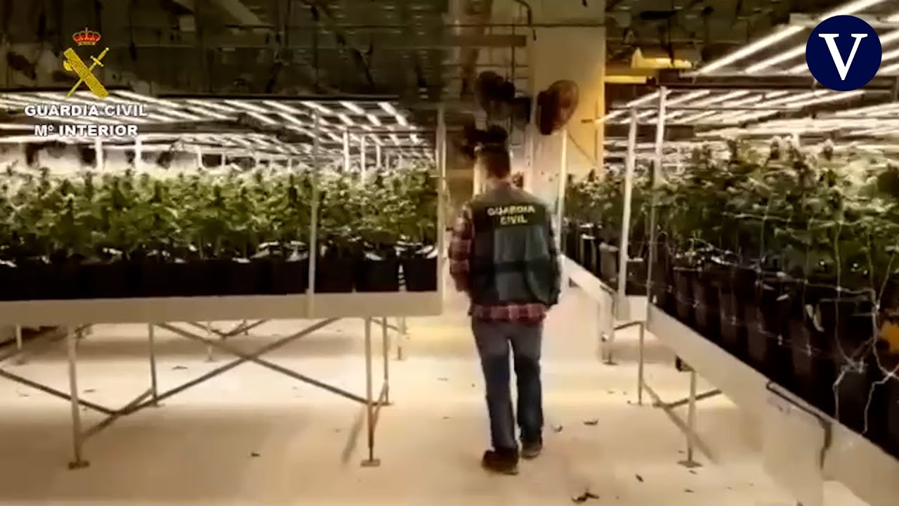 Incautan 160.000 plantas de marihuana y detienen a 34 personas en Barcelona
