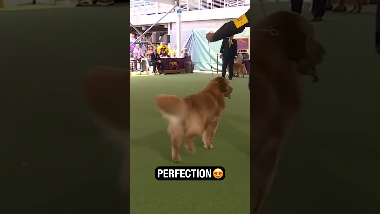 Absolutely Stunning Golden Retriever 😍 