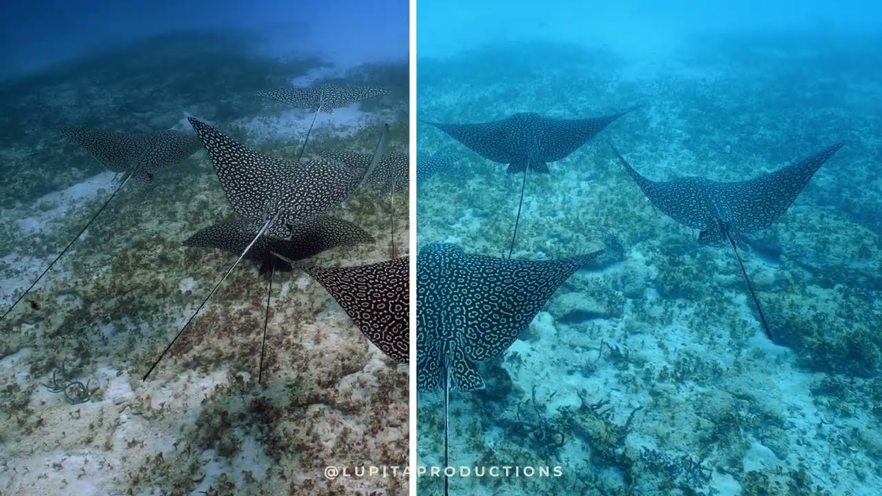 Sony FX3 Underwater Footage Color Grading