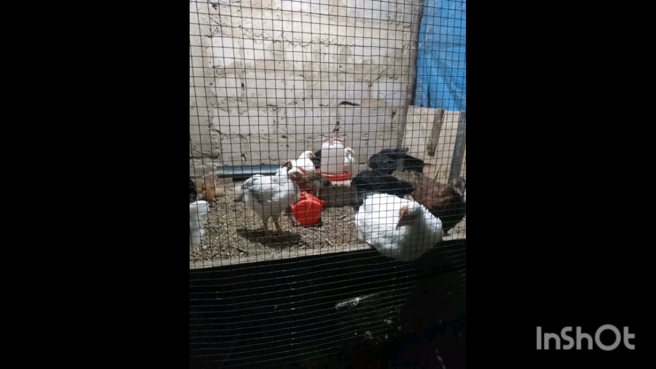 La différence entre goliath et la poule pondeuse (Partie 2)