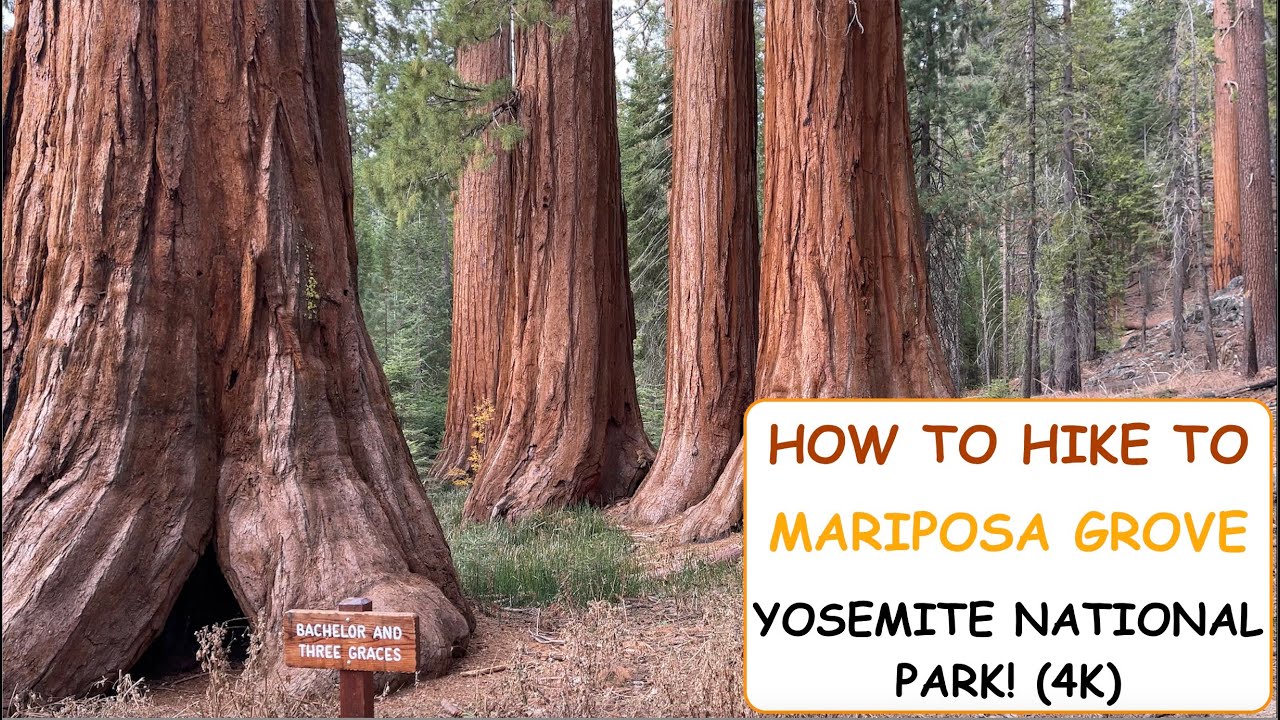 How to Hike to Mariposa Grove and See Giant Sequoias, Yosemite National Park