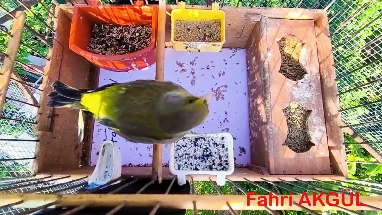 Fahri AKGÜL - Flurya Huylandırma 211