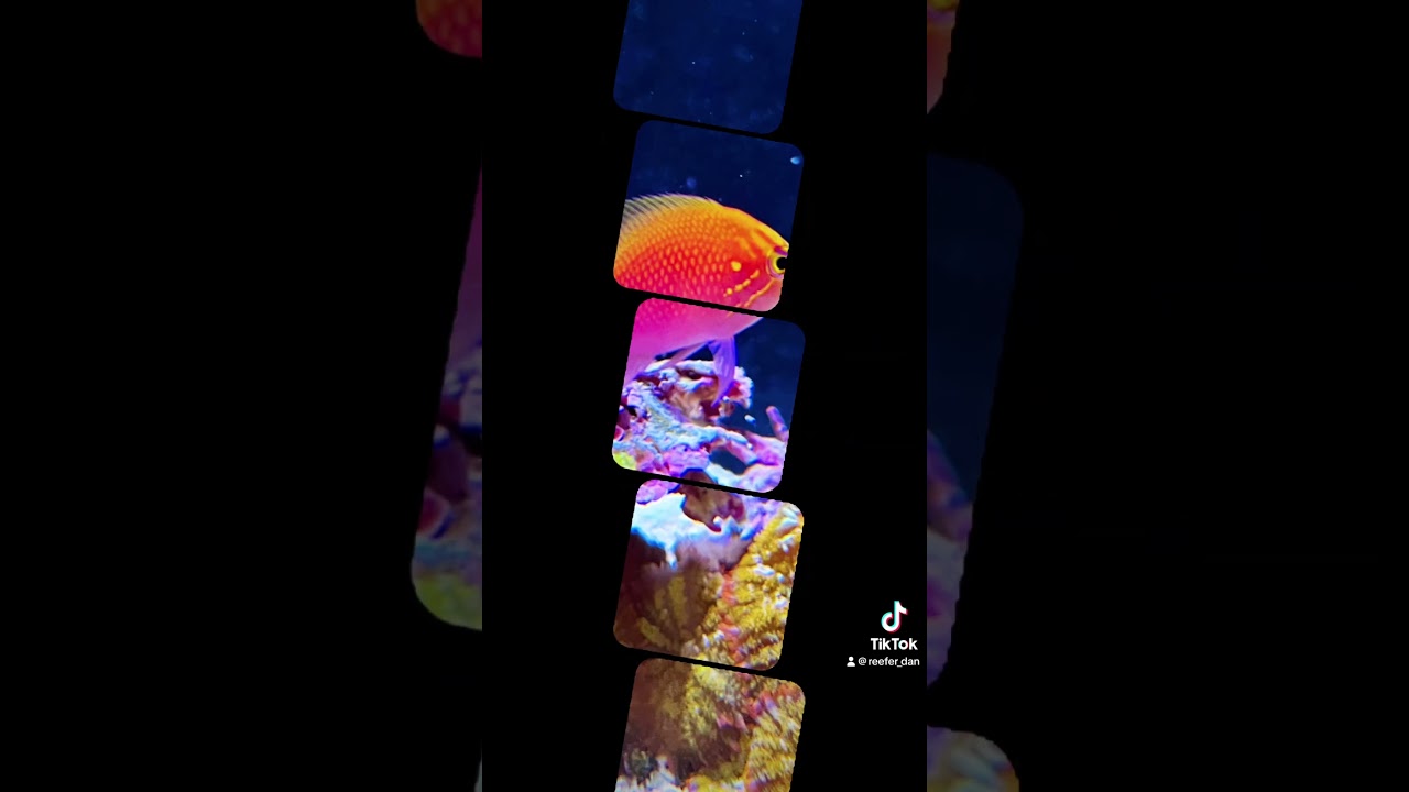 Saltwater fish just hit the heart strings differently. #aquarium #fish #reeftank  #fun #photography