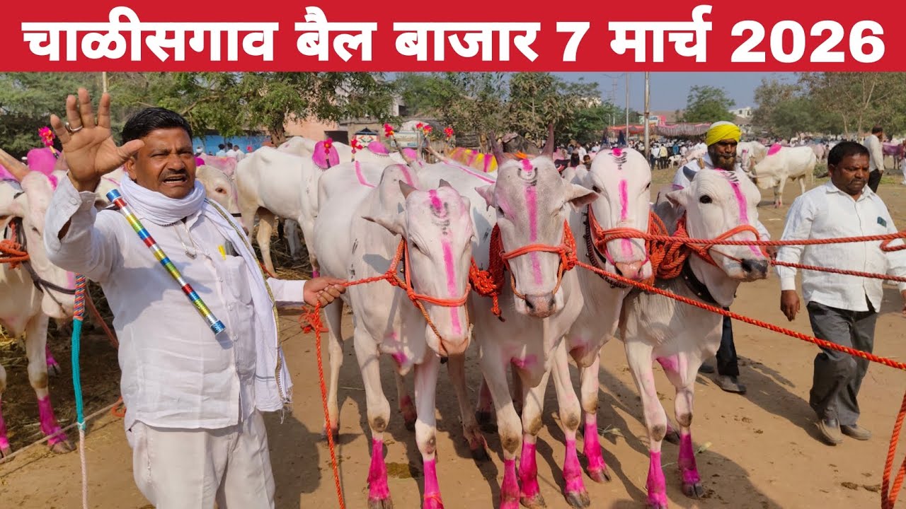 Chalisgaon bail bazar | 7 March 2026 चाळीसगाव बैल बाजार | chalisgaon bail bazar 2026