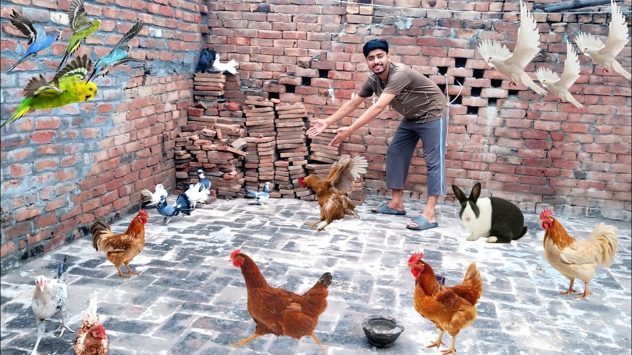 Alhumdulila Hamaray New Pigeons Agay Hia 😜🕊️🐰🐔#please Subscribe My Channal. 