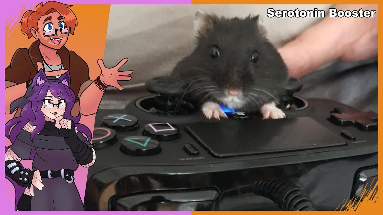 Gamer Hampter. | Serotonin Booster
