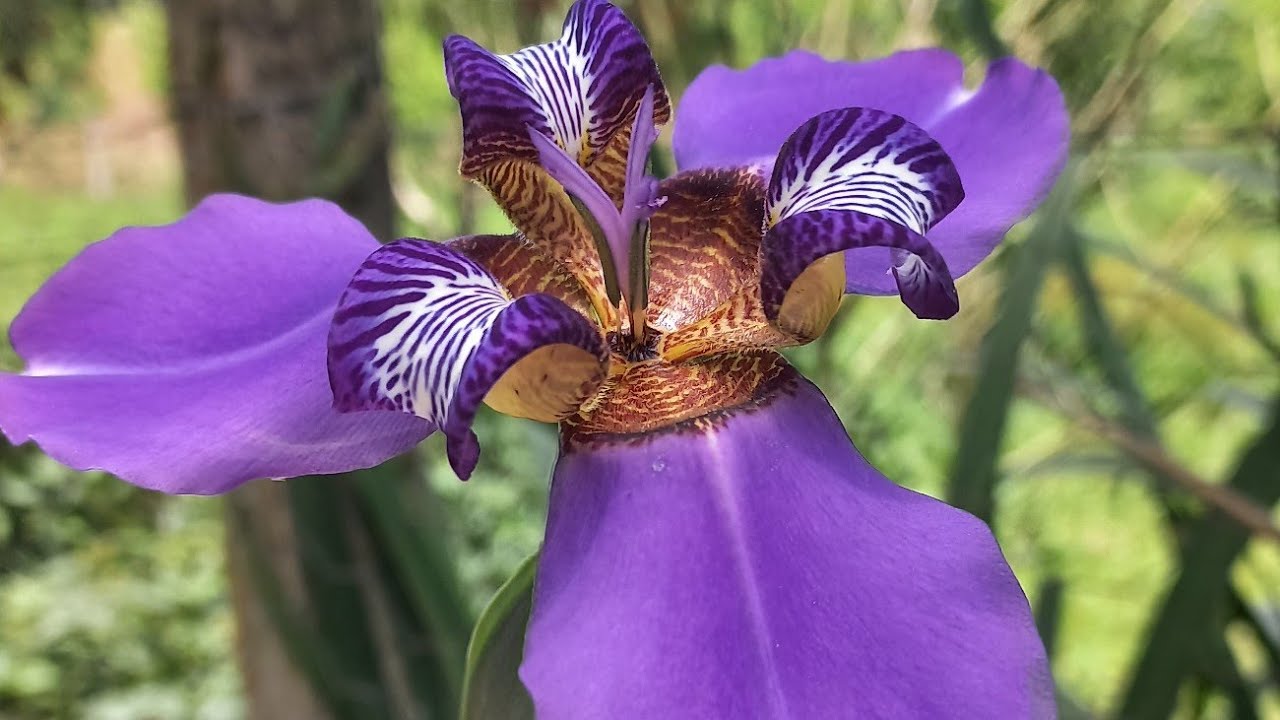 CUIDADOS com o JARDIM pra ter muitas FLORES 💐 